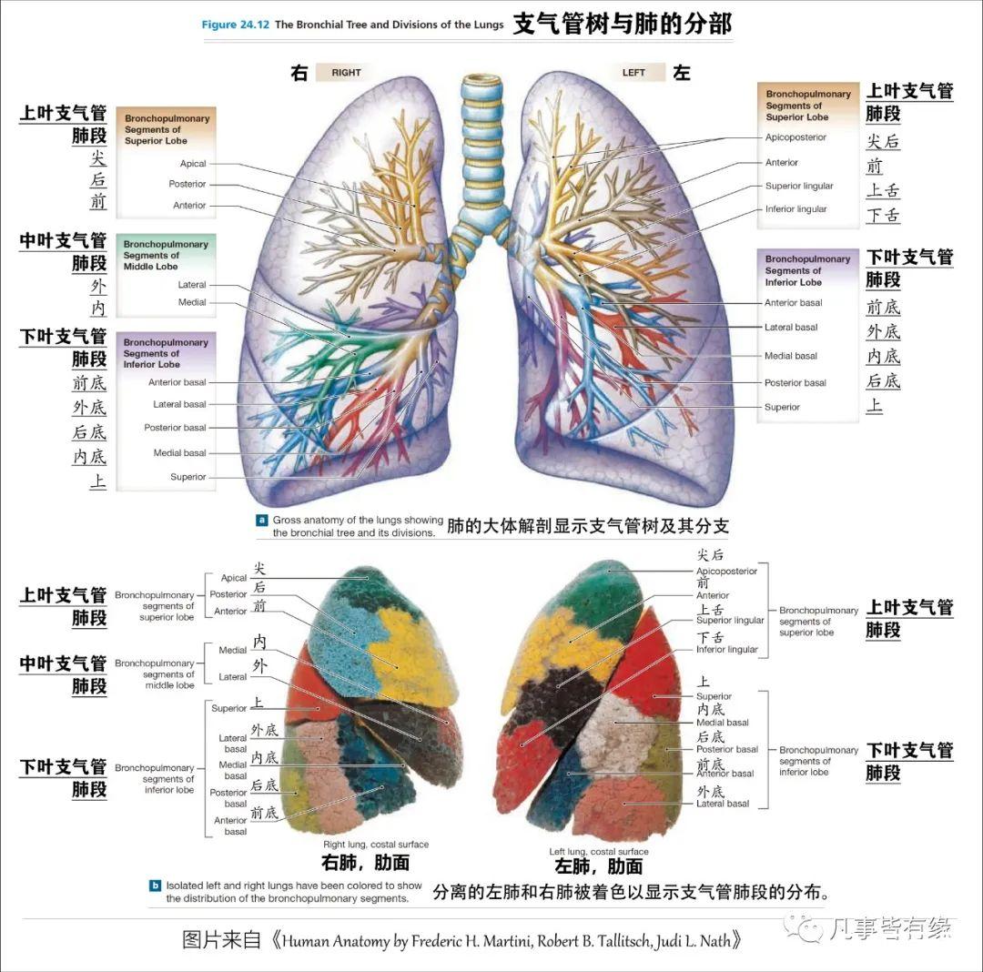 好漂亮的肺部解剖！