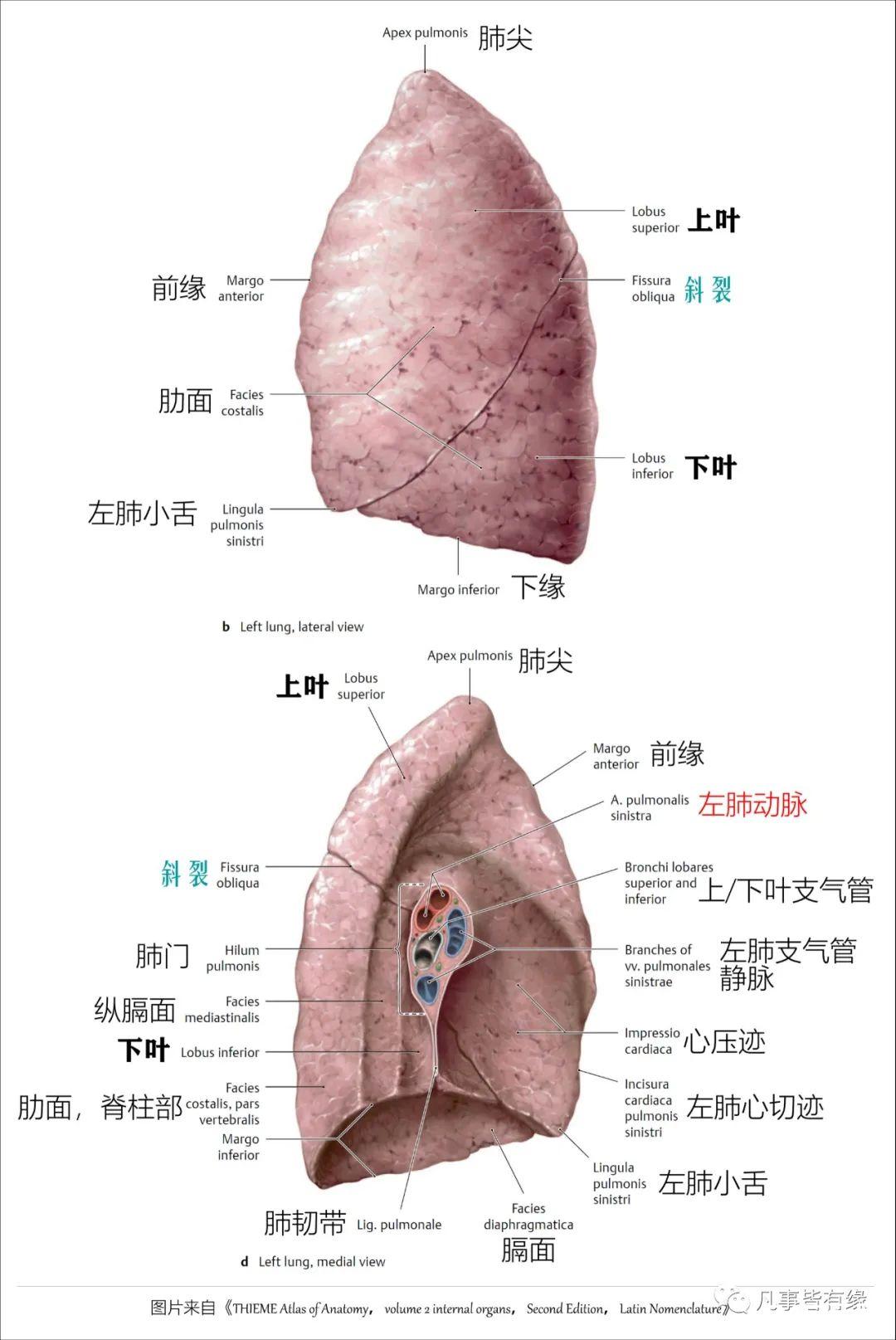 好漂亮的肺部解剖！