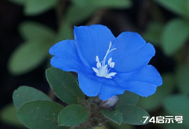 六十六种蓝色花，清亮纯净，给朋友们带去纯净真诚的祝福