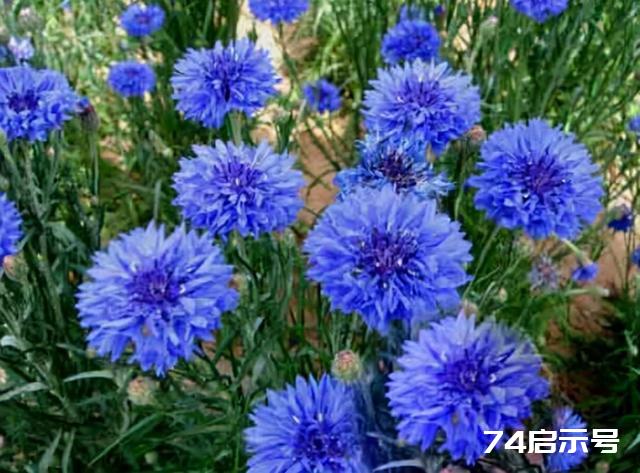 六十六种蓝色花，清亮纯净，给朋友们带去纯净真诚的祝福