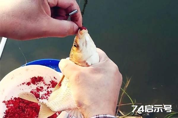秋季早晚钓鲫鱼，使用红虫蚯蚓饵效果更好，鱼获都爆满！
