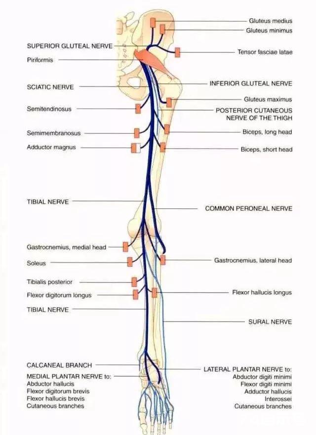 干货图鉴 | 下肢神经的组成及走行汇总，轻松搞定腰腿疼！