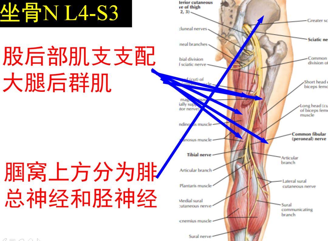 干货图鉴 | 下肢神经的组成及走行汇总，轻松搞定腰腿疼！