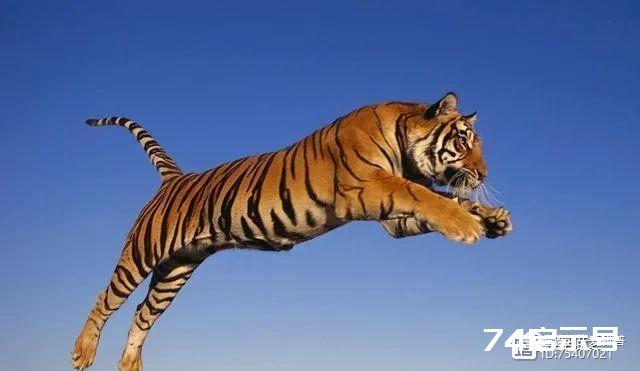虎年说虎！为什么老虎是鲜艳的橙色？不会很容易被猎物发现吗？