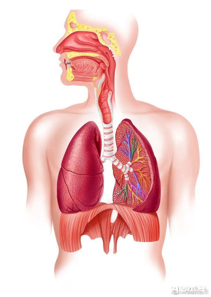 吐气时的肌肉运动，与感知气血挤压