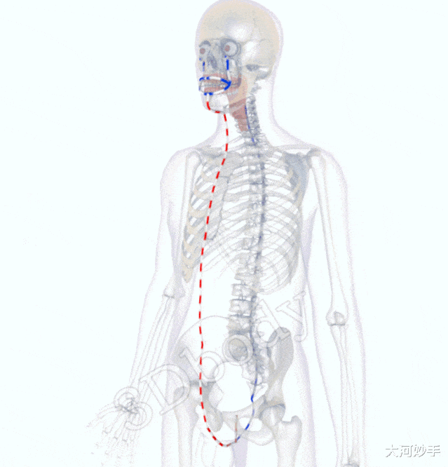 中医精美3D经络图，任脉，大河养生古法八段锦必备