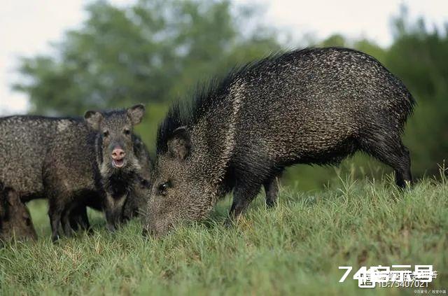 野猪跑进猪圈，差点被养殖户强行留下配种，为何对猪的驯服研究十分复杂？