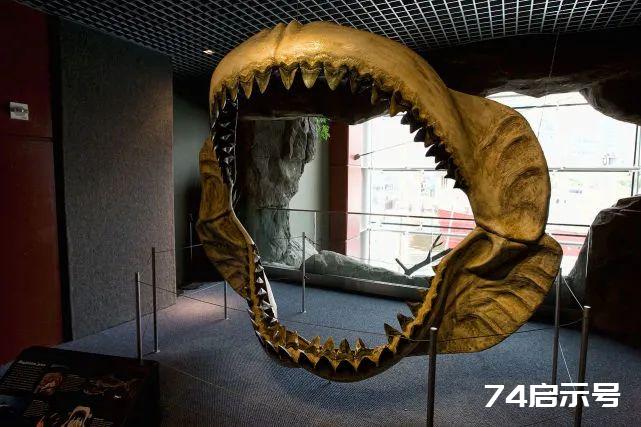 咬合力超18万牛顿，一生要换掉4万颗牙齿，史前巨齿鲨有多凶猛？