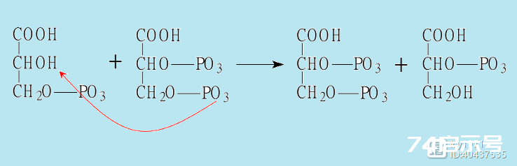 糖酵解过程及中的重要酶类及其调控（二）