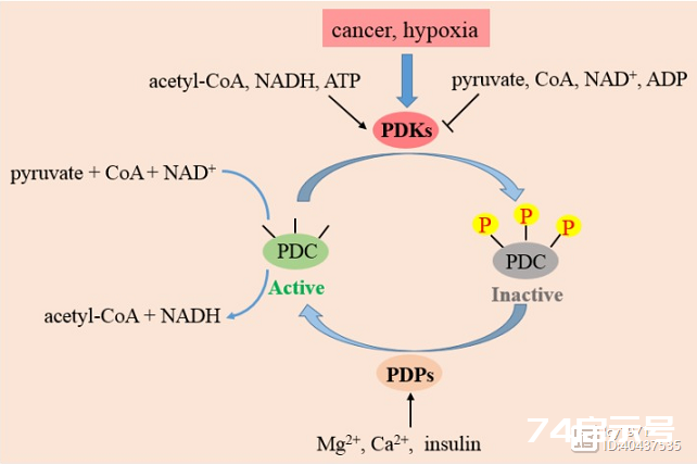 丙酮酸脱氢酶的结构、功能与相关疾病