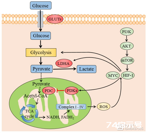 丙酮酸脱氢酶的结构、功能与相关疾病