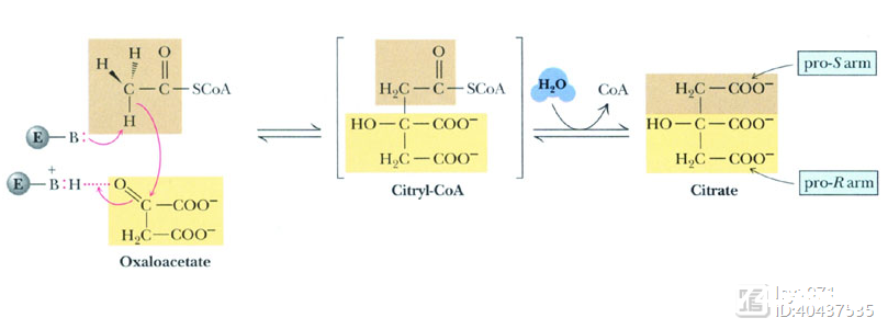 三羧酸循环的过程与酶（一）