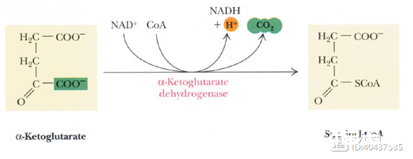 三羧酸循环的过程与酶（二）