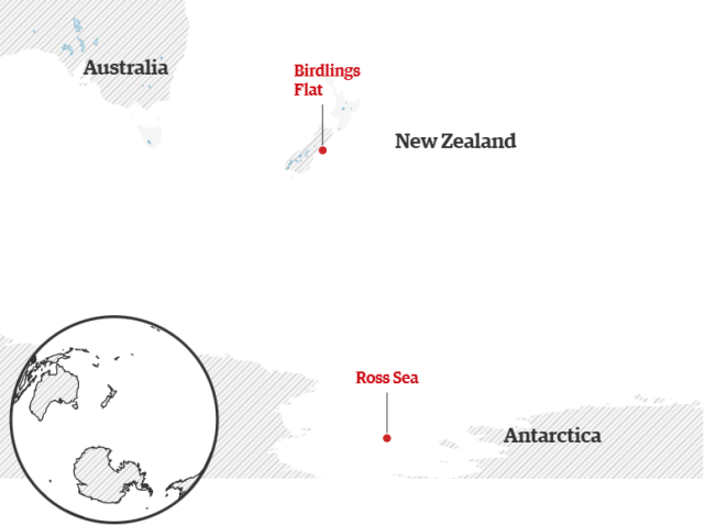一只企鹅从南极游泳3000公里，逃到新西兰！南极到底发生了什么？