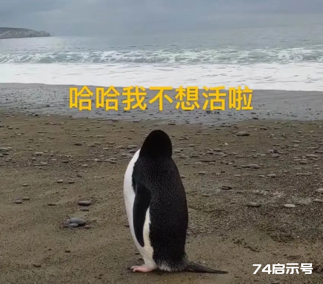 一只企鹅从南极游泳3000公里，逃到新西兰！南极到底发生了什么？