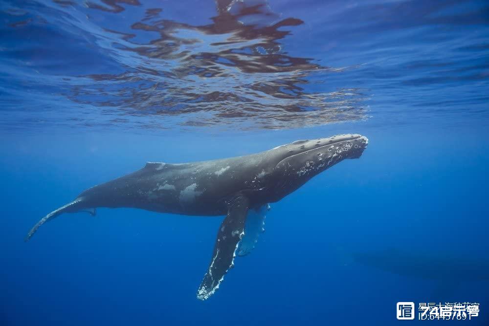 座头鲸是如何交配的？为了寻找伴侣，它们狂奔6000公里