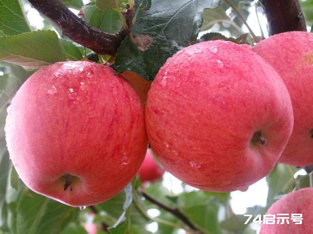 每天吃一个煮熟的苹果，会收获什么好处？