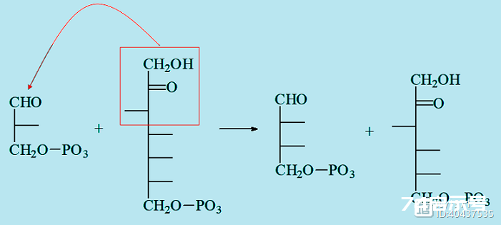 磷酸戊糖途径与细胞氧化还原平衡