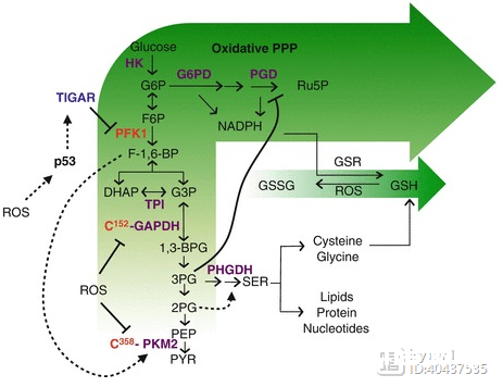磷酸戊糖途径与细胞氧化还原平衡