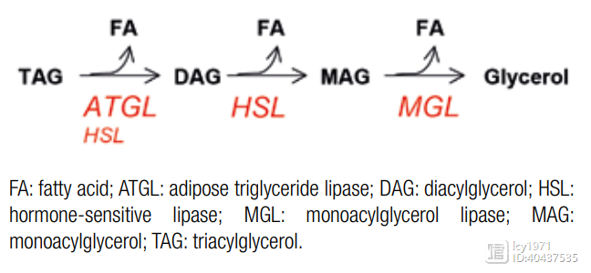 甘油三酯的分解代谢以及脂解的多种功能