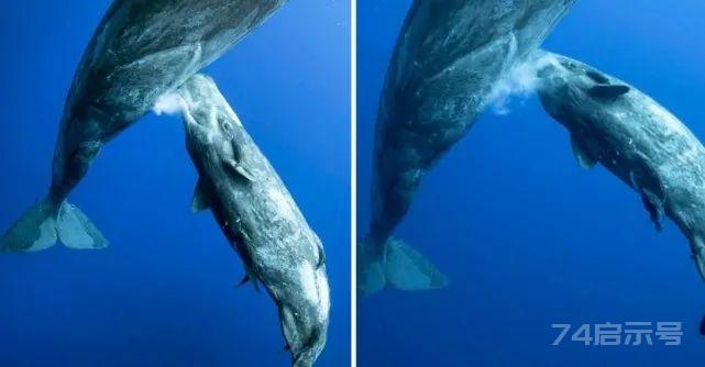 都是哺乳动物，我们可以饮用鲸鱼的奶吗？