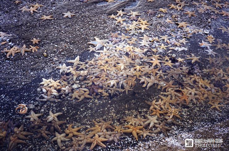 “海底蝗虫”又来了！海星“大举入侵”青岛胶州湾：已泛滥成灾？