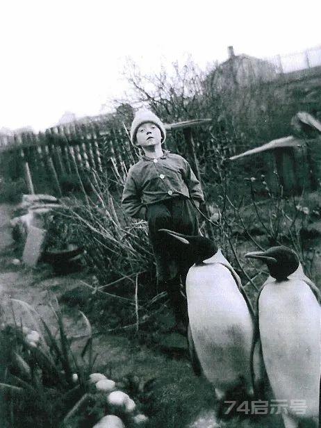 为什么北极没有企鹅？20世纪北极野化的69只企鹅，有存活下来吗？