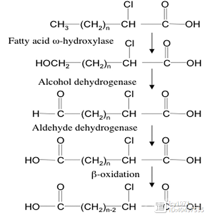 脂肪酸的不同氧化方式