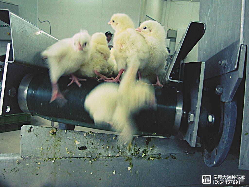 残酷的事实！全球每年有70亿只小鸡被绞碎，然后做成狗粮猫粮