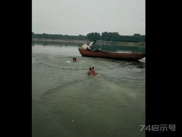 男子乘船河中不幸溺水 , 狗狗看到以后这举动让人泪崩!