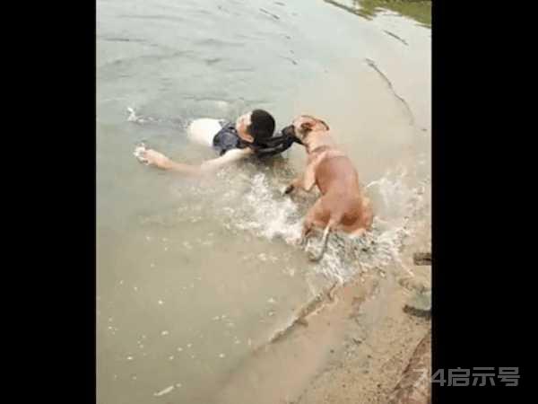 男子乘船河中不幸溺水 , 狗狗看到以后这举动让人泪崩!