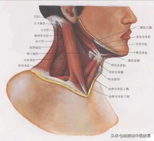 目前最完整的颈部解剖图谱！肌肉、血管、神经全都有