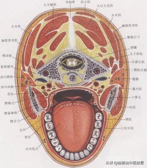 目前最完整的颈部解剖图谱！肌肉、血管、神经全都有