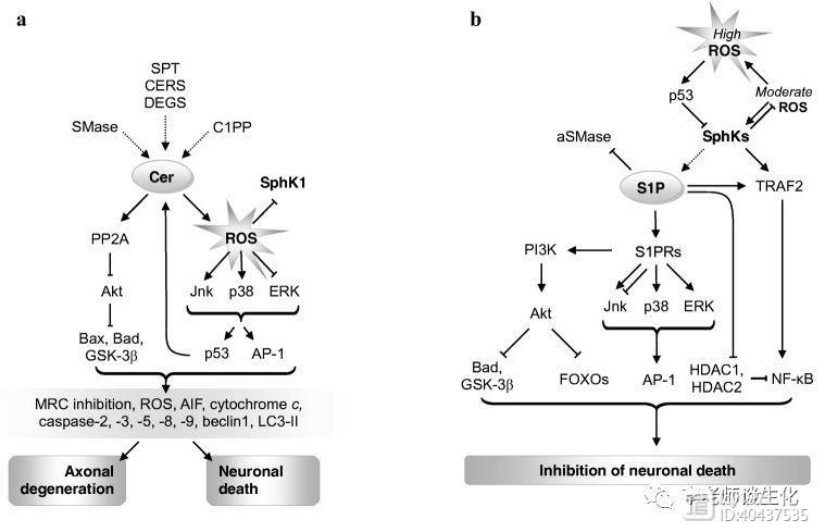 鞘磷脂代谢以及神经酰胺和S1P的调控作用