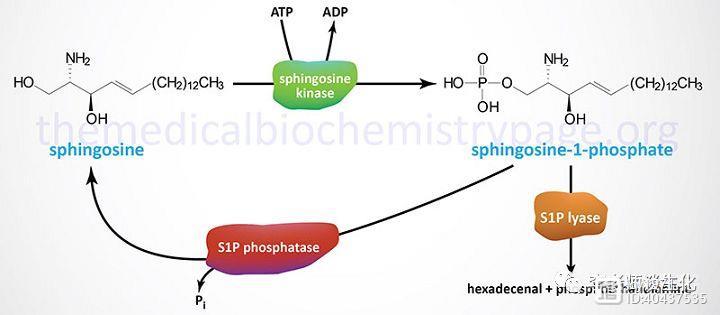 鞘磷脂代谢以及神经酰胺和S1P的调控作用