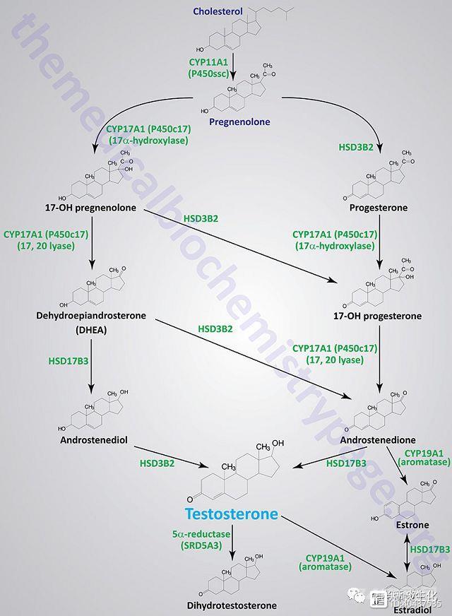类固醇激素的合成与作用机制