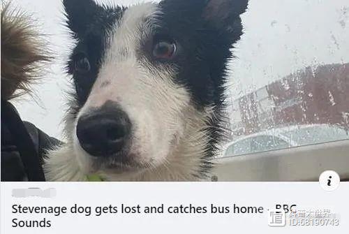 英国一只狗和主人外出失散，居然自己搭公交回家了，它怎么做到的
