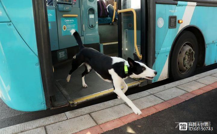 英国一只狗和主人外出失散，居然自己搭公交回家了，它怎么做到的