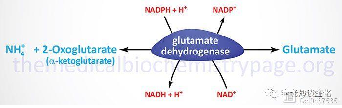 氨基酸的脱氨与氨基酸氧化酶