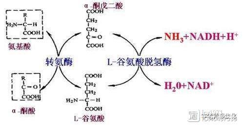 氨基酸的转氨、联合脱氨与脱酰胺作用