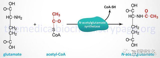 尿素循环与不同生物对氮的处理方式