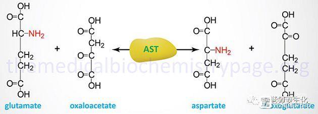 氨基酸的合成与必需氨基酸（一）