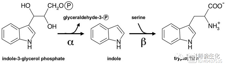 氨基酸的合成代谢与必需氨基酸（二）