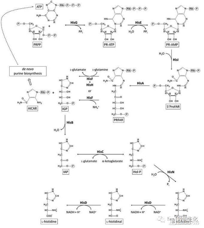 氨基酸的合成代谢与必需氨基酸（二）