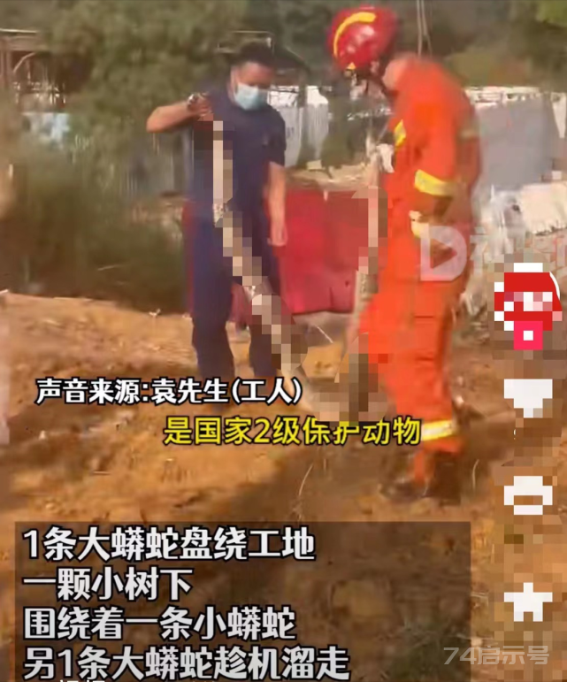深圳工地挖出3条巨蟒，这是什么蛇，跑掉一条对人有威胁吗？