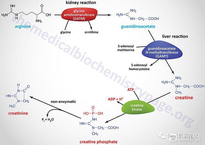 氨基酸衍生物代谢（二）