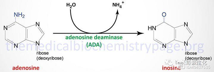 核酸的分解代谢