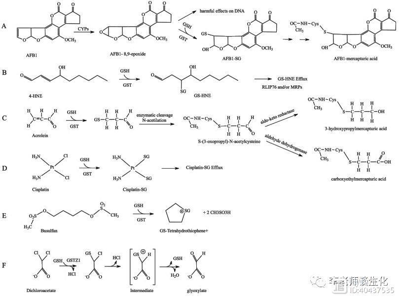 氨基酸衍生物代谢（三）