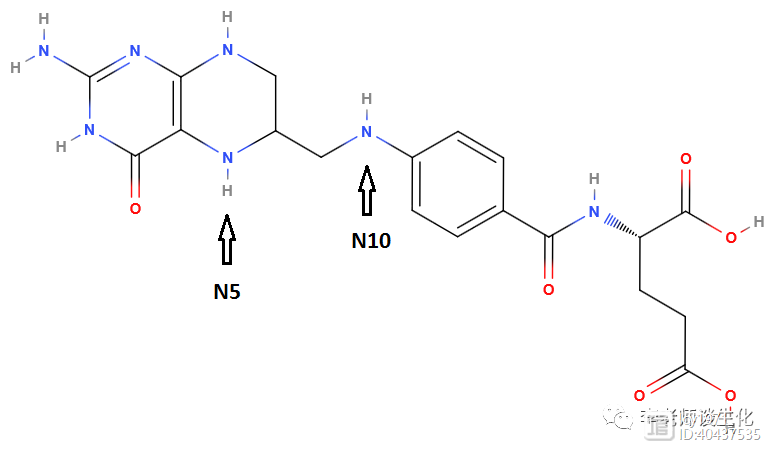 氨基酸衍生物代谢（一）