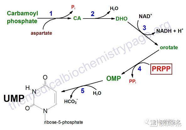 嘧啶核苷酸与脱氧核糖核苷酸的合成代谢
